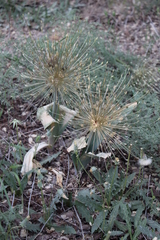 Allium protensum