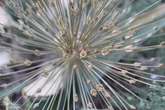 Allium protensum