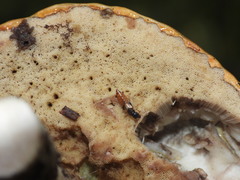 Oxyporus maxillosus