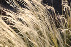 Stipa lessingiana