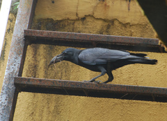 Corvus macrorhynchos culminatus