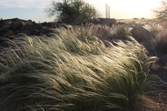 Stipa lessingiana