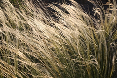 Stipa lessingiana