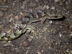 Pacific Gecko photo 3