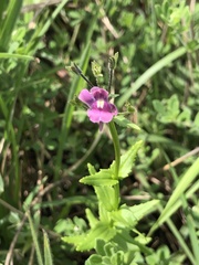 Nemesia denticulata