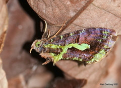 Eudocima smaragdipicta