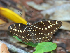 Lexias canescens pardalina