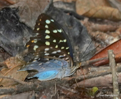 Lexias dirtea merguia