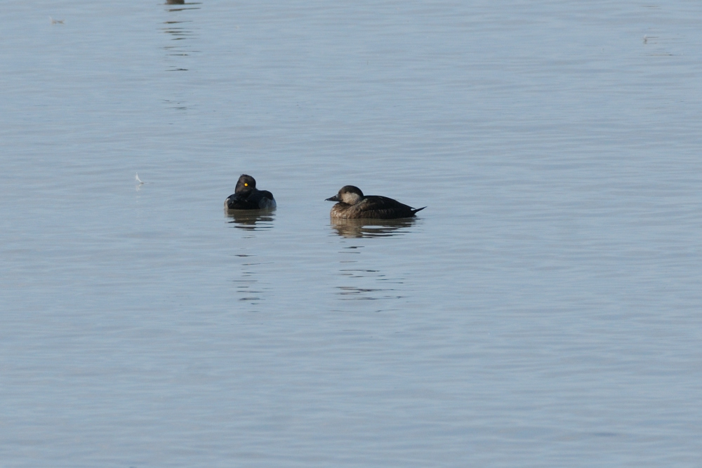 Common Scoter