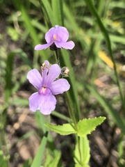 Nemesia denticulata