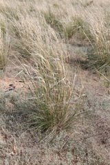 Stipa sareptana
