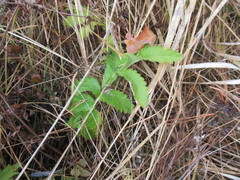 Potentilla longifolia