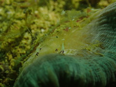 Ancylomenes magnificus