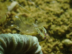 Ancylomenes magnificus