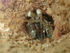 Odontodactylus scyllarus