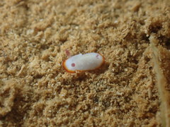Goniobranchus verrieri