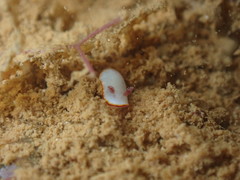 Goniobranchus verrieri