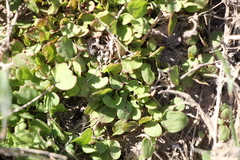 Rumex marschallianus