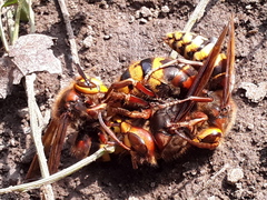 Vespa crabro