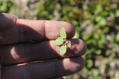 Rumex marschallianus