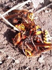 Vespa crabro
