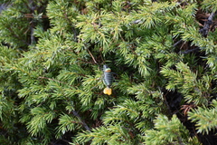 Lluciapomaresius stalii