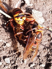 Vespa crabro