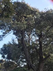 Zanda funerea xanthanota