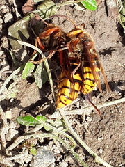 Vespa crabro