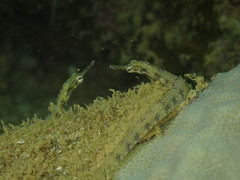 Corythoichthys conspicillatus