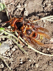 Vespa crabro