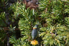 Lluciapomaresius stalii