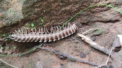 Orthomorpha