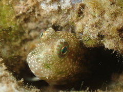Salarias alboguttatus