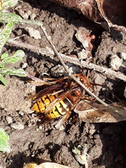 Vespa crabro