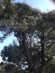 Zanda funerea xanthanota