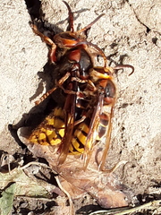 Vespa crabro