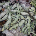 Budding Tube Lichen - Photo (c) Richard Droker, some rights reserved (CC BY-NC-ND)