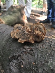 Fungi