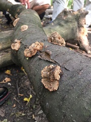 Fungi