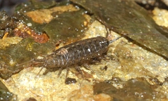 Ligia occidentalis