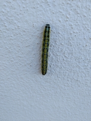 Pieris brassicae azorensis