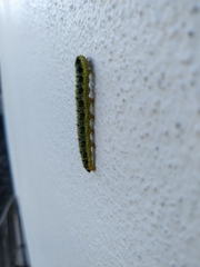 Pieris brassicae azorensis