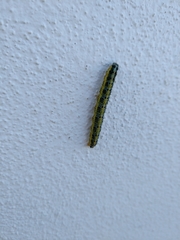 Pieris brassicae azorensis