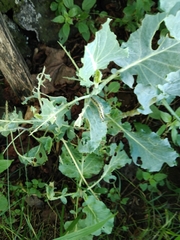 Pieris brassicae azorensis