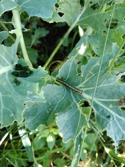 Pieris brassicae azorensis