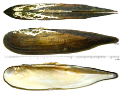 Lanceolaria acrorrhyncha