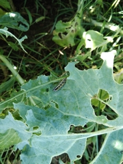Pieris brassicae azorensis