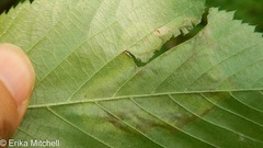 Cameraria betulivora