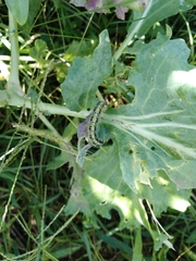 Pieris brassicae azorensis